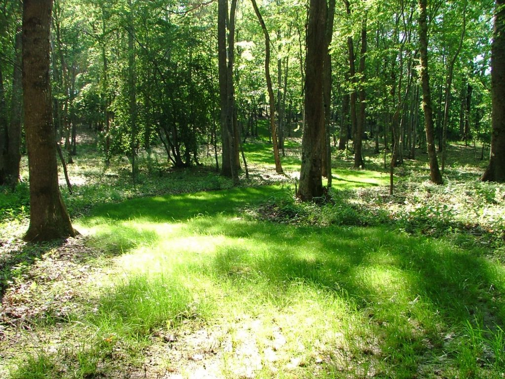 Le parc