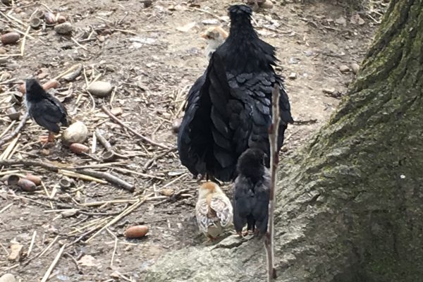 les poussins de 2018