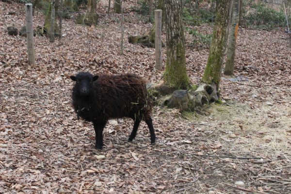 Mouton Ouessant femelle au nom de Clochette