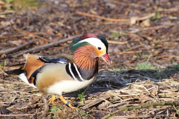 Canard mâle mandarin