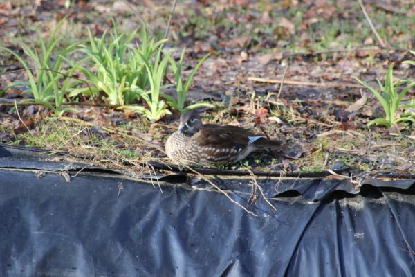 Canard femelle mandarin