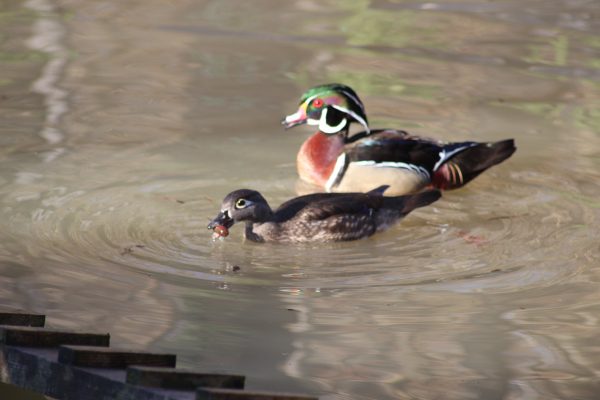 Couple de canard Carolin