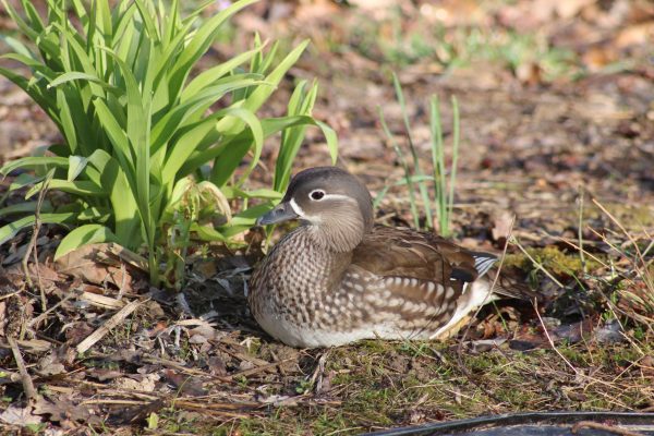 Femelle canard mandarin