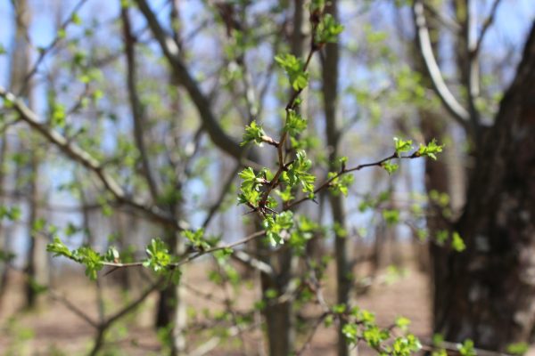 Début des feuilles de l'aubépine